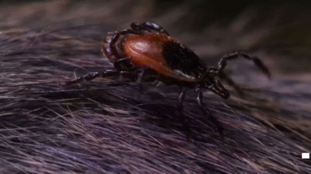 ⁣Tucker Carlson Claims that Lyme Disease, Spread by Ticks, was Created in Biological Laboratories in 