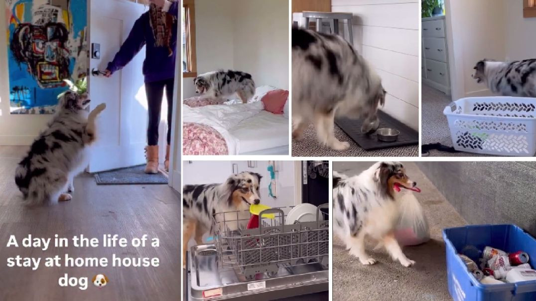 ⁣A Day in the Life of a Stay at Home House Dog