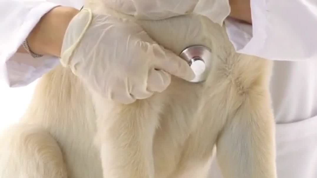Dog Kibbles Product Development – Food Research Lab