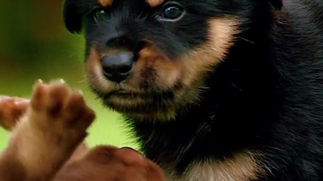 ⁣Dog Gravy Product Development Services – Food Research Lab