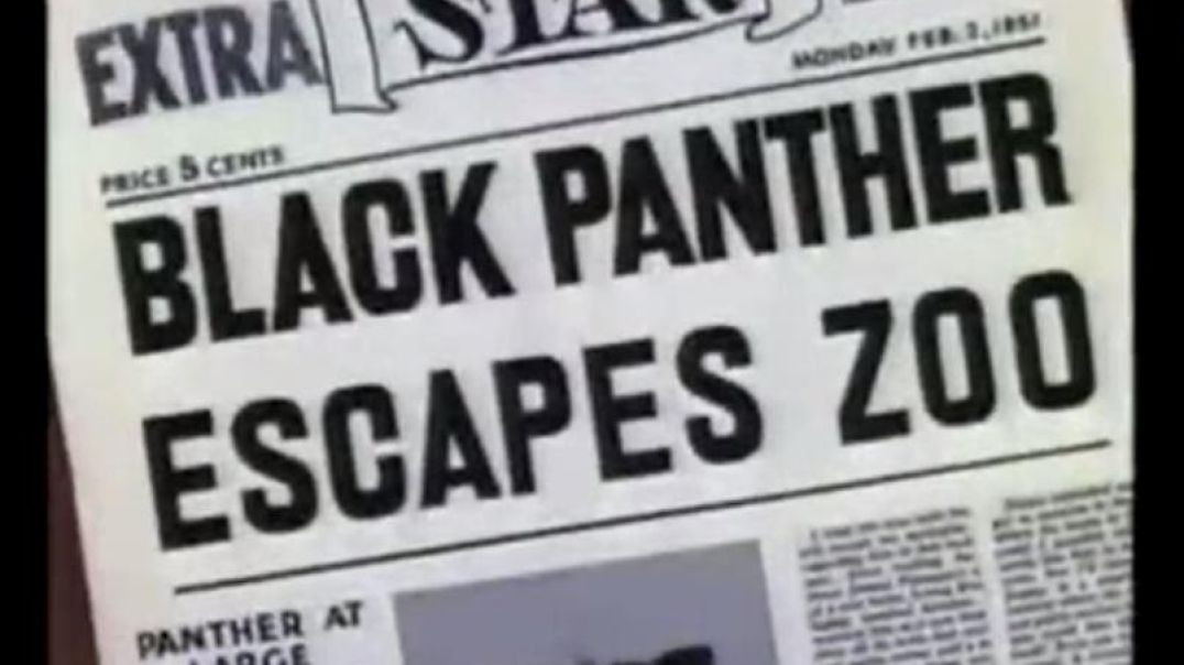 ⁣SYLVESTER AND THE PANTHER