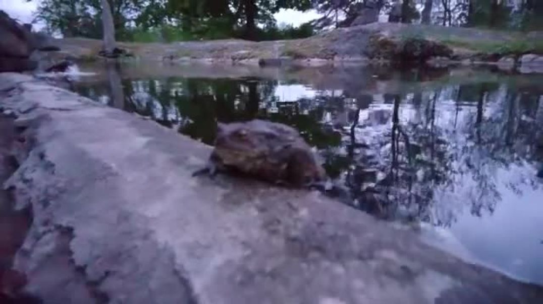 ⁣Tecknat Barn Svenska:Grodan Boll Försöker Flugor (2009-2010) VIDEORIPPEN (Svenska) Hela Videofilmen 